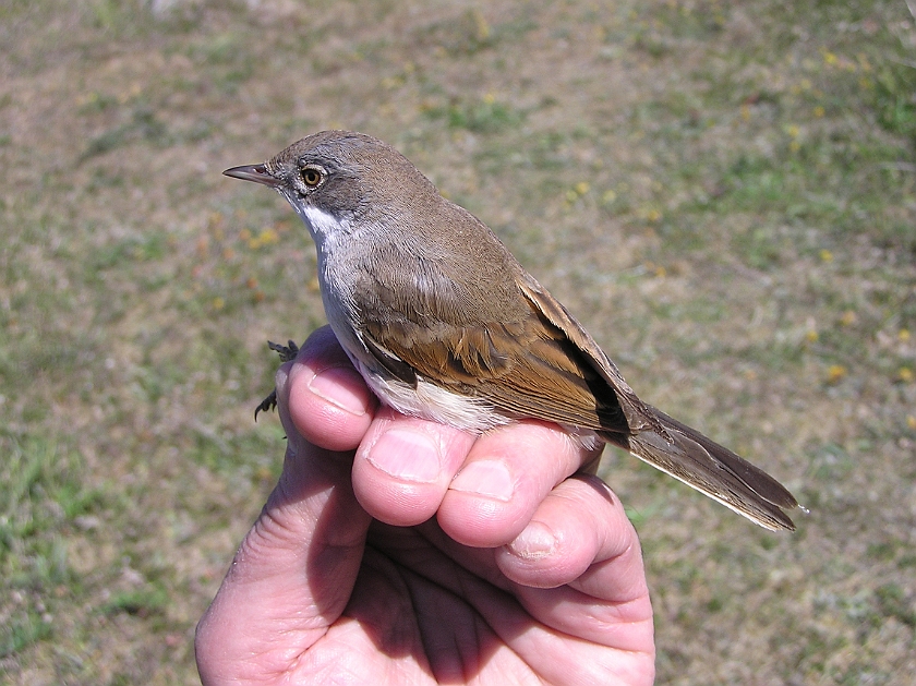 Common Whitethroat, Sundre 20110603